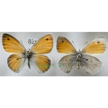 Coenonympha pamphilus (Linnaeus, 1758) 2xmale Strzępotek ruczajnik Czech82n